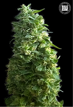 Lime Skunk Bulk