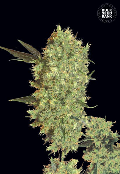 Bulk Marley's Bud – feminilna konoplja z nagrado Dutch High Life Cup, sadna in cvetlična aroma, uravnotežen telesni in Sativa učinek, primerna za indoor in outdoor pridelavo.