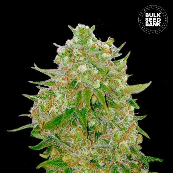 "Master Kush Grand – srednje visoka Indica-dominantna rastlina s smolnatimi popki, aromo zemlje, začimb in inciensa ter močnim dolgotrajnim učinkom."