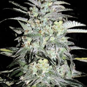 Bulk Mazar Extra – feminilna Indica-dominantna konoplja, intenzivna aroma citrusov in borovega lesa, močan sproščujoč učinek, primerna za indoor in outdoor pridelavo.