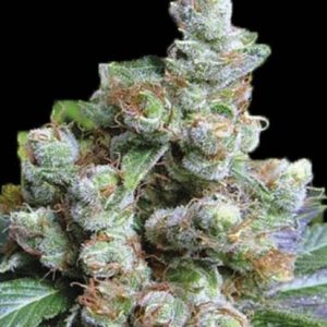 "NBA Diesel – visoka sativa-dominantna rastlina z dolgimi vejami, smolnatimi popki, aromo bencina, citrusov in eksotičnega sadja ter blagim sativa učinkom."