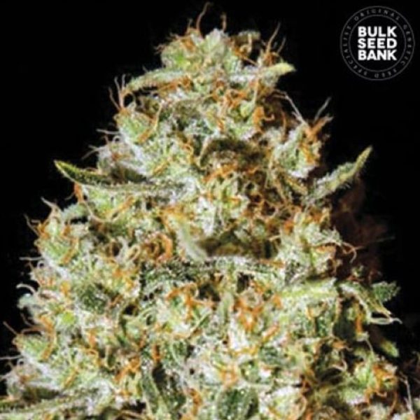 Nepal Gold Bulk – feminilna Indica-Sativa konoplja z aromo sladke čokolade in popra, blag kreativen učinek, primerna za indoor in outdoor pridelavo.