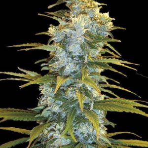 Northern Light Bulk – feminilna Indica konoplja z legendarno genetiko, sladek in začinjen vonj, močna telesna sprostitev, primerna za indoor in outdoor pridelavo.