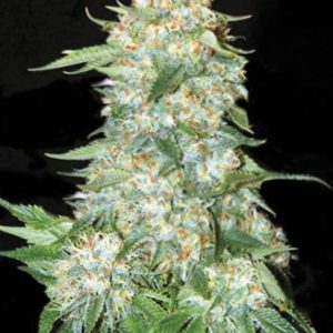 "OG Kush – visoka indica-dominantna rastlina z dolgimi vejami, smolnatimi popki, aromo diesla, jagod in citrusov ter močnim euforičnim učinkom."