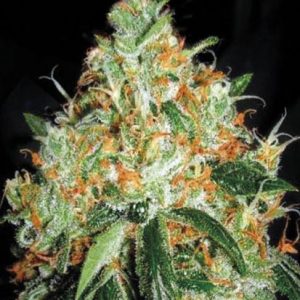 Bulk Original Orange Bud – feminilna konoplja z aromo pomaranče in nektarin, močan cerebralni učinek, primerna za notranjo in zunanjo pridelavo.