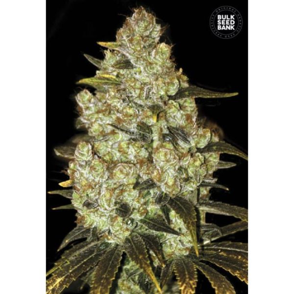 Bulk Psychedelic – feminilna konoplja z močnim euforičnim in sproščujočim učinkom, sladkast okus kostanja, primerna za indoor in outdoor pridelavo.