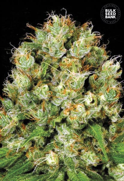 Sour Diesel Bulk