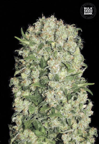 White Prussian Bulk