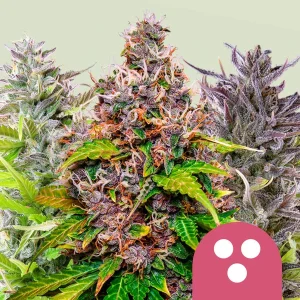 Feminized Mix Royal Queen Seeds