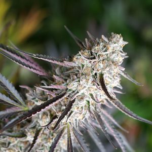 Florida Gaspack Humboldt Seed Organization
