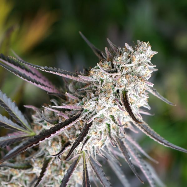 Florida Gaspack Humboldt Seed Organization