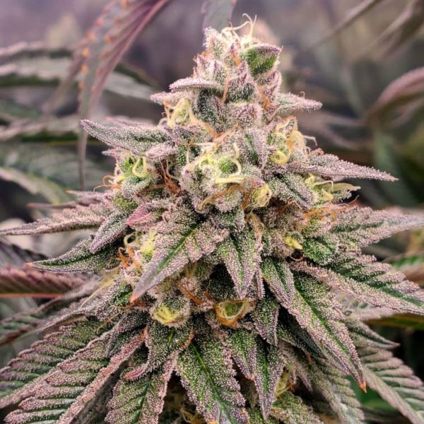 Forbidden Fruit Fast Humboldt Seed Organization