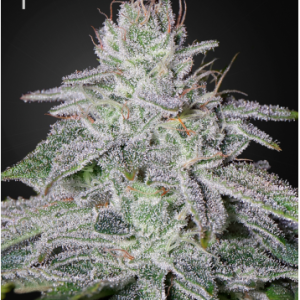 Franco Lemon Cheese Green House