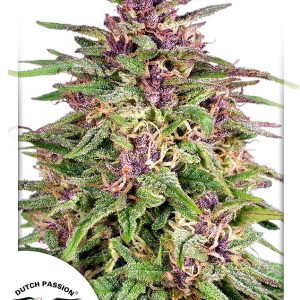 Frisian Dew Dutch Passion