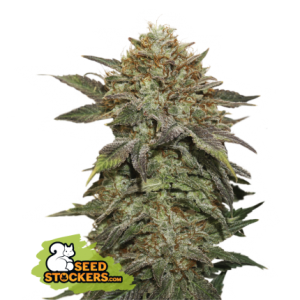 Fruit Cake Seedstockers