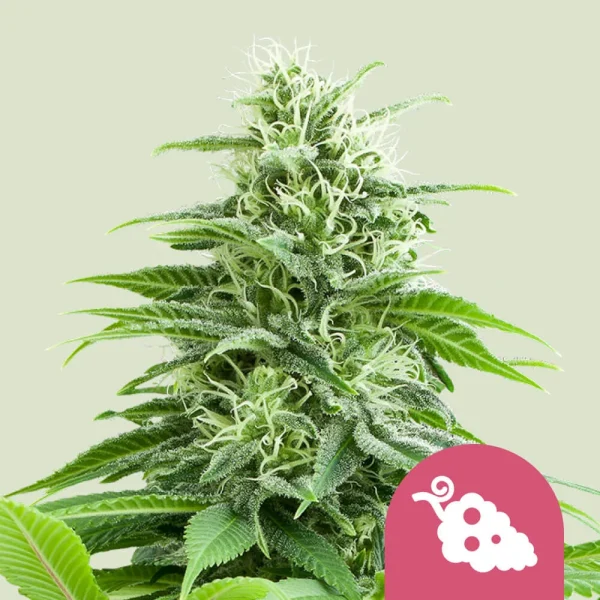 Fruit Spirit Royal Queen Seeds