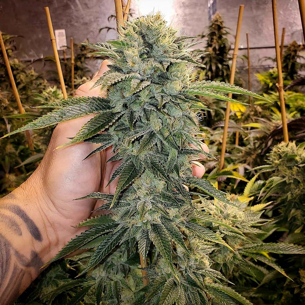 Geist OG Fast Humboldt Seed Organization