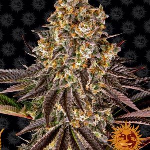 Gelato 45 Barney's Farm