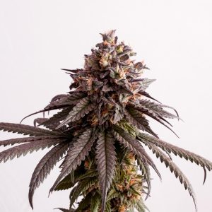 Gelato-K – smolnata sativa-dominantna rastlina z vijoličnimi cvetovi.
