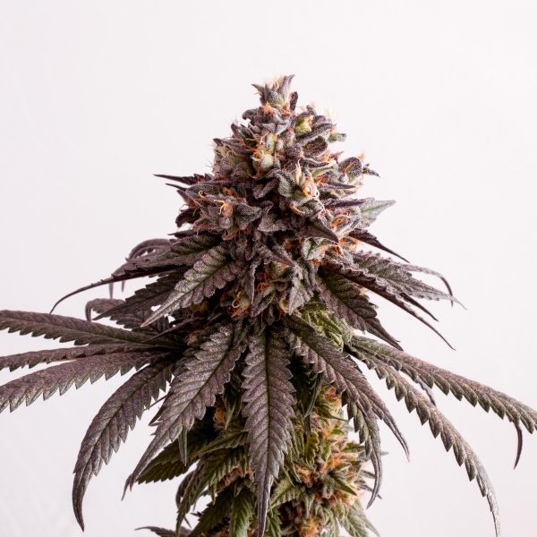 Gelato-K – smolnata sativa-dominantna rastlina z vijoličnimi cvetovi.