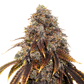 Gelato 41 Seedstockers