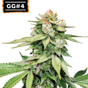GG4 Auto Seedstockers