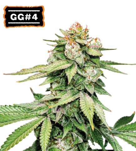 GG4 Auto Seedstockers