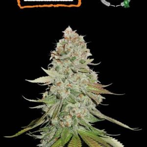 GG4 Seedstockers