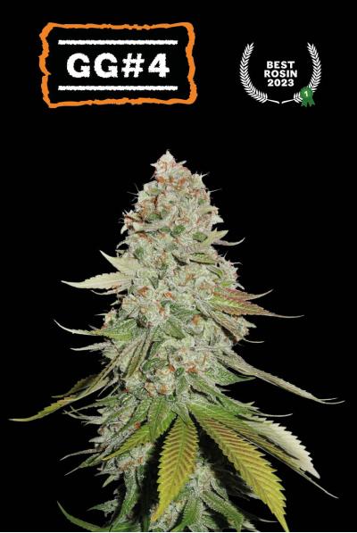GG4 Seedstockers
