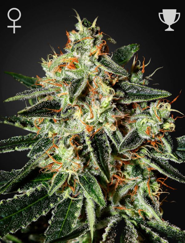 GH Cheese Green House