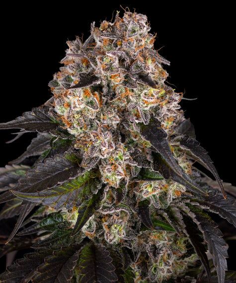 Girl Scout Cookies Barney’s Farm
