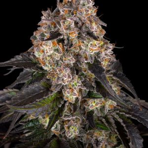 Girl Scout Cookies Seedstockers