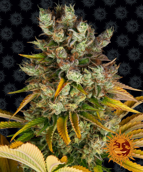GMO Barney’s Farm