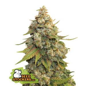Golden Lemon Haze Seedstockers