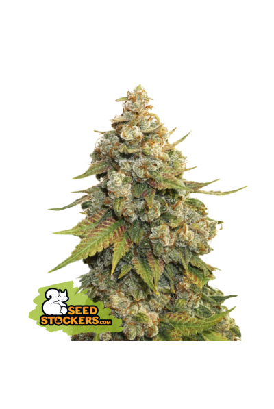 Golden Lemon Haze Seedstockers