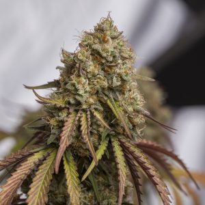 Gorilla Cookies Seedstockers