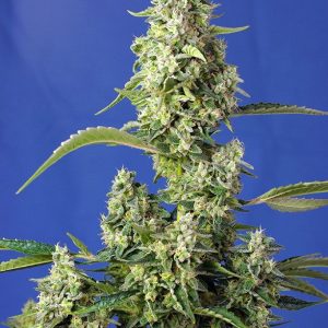 Gorilla Girl XL Auto Sweet Seeds