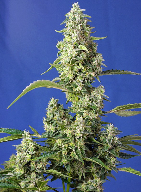 Gorilla Girl XL Auto Sweet Seeds