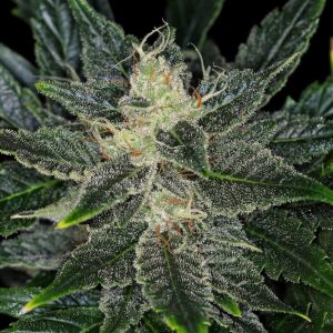 Gorilla King Auto – kompaktna autoflower konopljina rastlina z velikimi smolnatimi vršički.