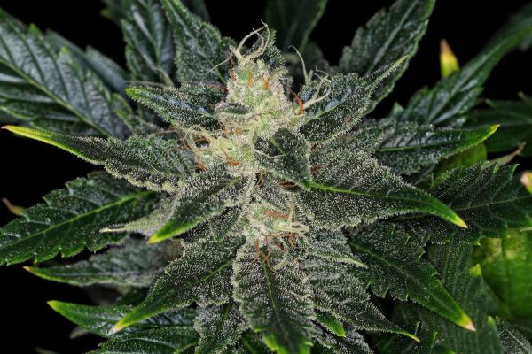 Gorilla King Auto – kompaktna autoflower konopljina rastlina z velikimi smolnatimi vršički.
