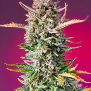 Gorilla Sherbet F1 Sweet Seeds