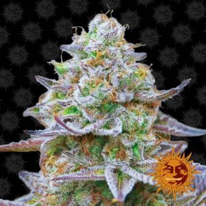 Gorilla Zkittlez Barney's Farm