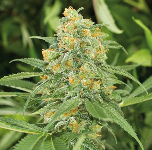 Green Crack od Humboldt Seed Organization