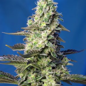 Green Poison XL Auto Sweet Seed
