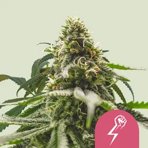 Green Crack Punch Royal Queen Seeds