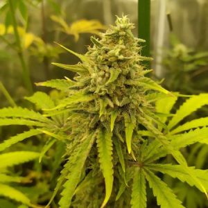 Green Crack Seedstockers