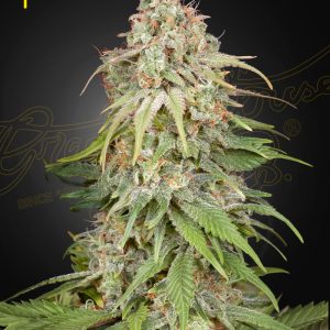 GH Amnesia Green House