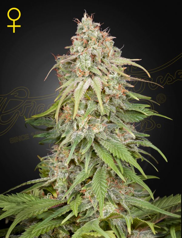 GH Amnesia Green House