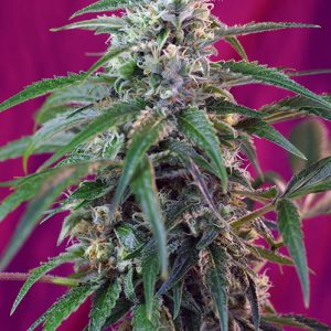 Auto Green Poison