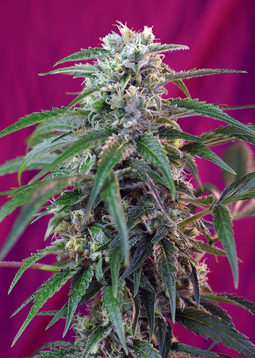 Auto Green Poison